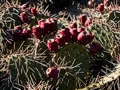 Opuntia IMG_1113 Opuncja